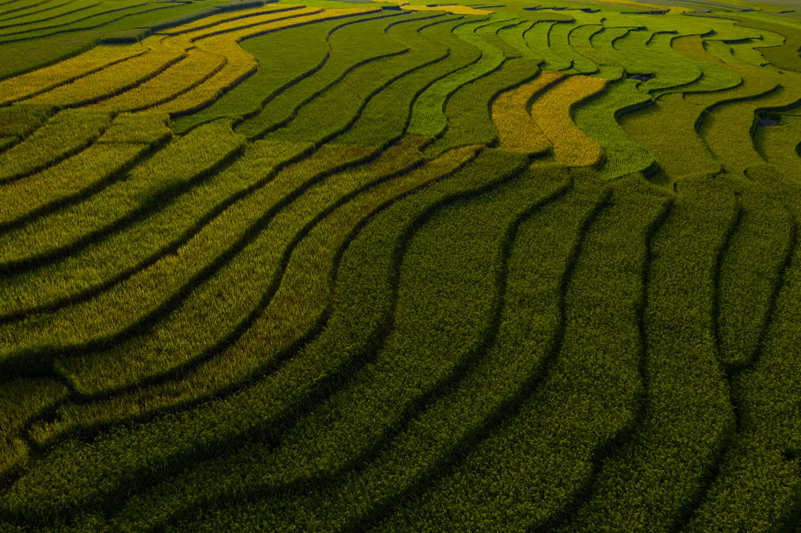 Rice Field
